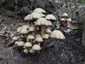 Fehér porhanyósgomba (Psathyrella candolleana), Budai-hegység
